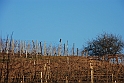 S. Damiano d'Asti_035